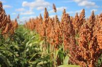 Ketahanan Pangan, Varietas Sorgum Bisa Diperbaiki Melalui Modifikasi Gen