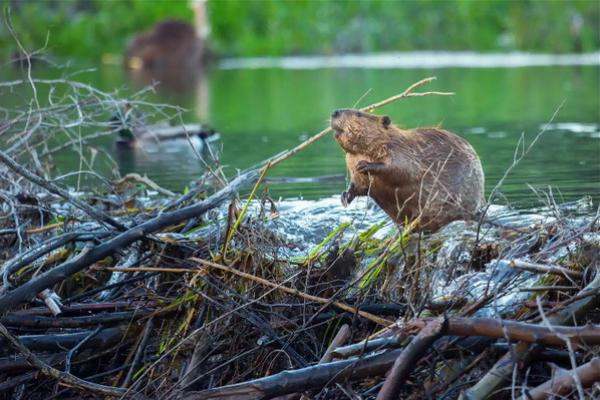Temuan Studi Terbaru, Berang-berang Bantu Lindungi Sungai dari Perubahan Iklim
