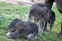 Kebun Binatang New York Umumkan Kelahiran Bersejarah Bayi Kembar Gajah Asia