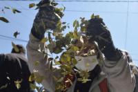 Mengunyah Daun Coca Jadi Tren Baru di Bolivia