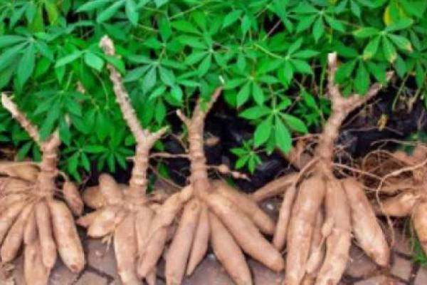 Jaga Semangat Petani, Impor Singkong dan Tapioka Akan Diatur