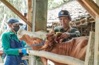 Sukseskan KTT G20, Kementan Minta Bali Kendalikan PMK dan Rabies