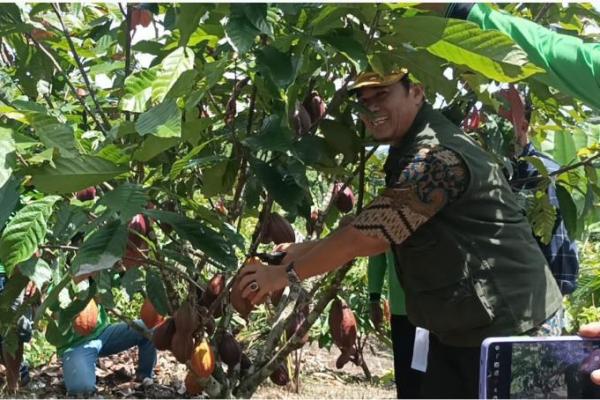 Didukung Saprodi Kementan, Kelompok Suka Makmur Komoditas Kakao Panen Raya Perdana