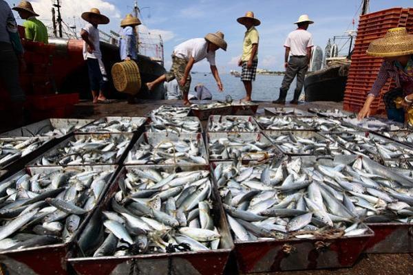 21 November Hari Ikan Nasional, Potensi yang Perlu Dimanfaatkan Secara Optimal dan Lestari