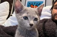 Kucing Kecil Lucu Jadi Teman Berbulu Baru The Weeknd