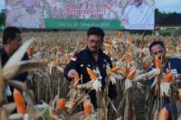 Panen Jagung di Kalsel, Mentan SYL Dorong Pertanian Jadi Penguat Ekonomi Negara