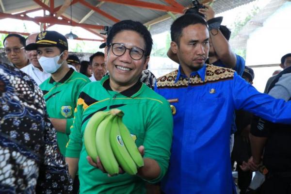 Panen Perdana Pisang Cavendish, Gus Halim: Perluas Lahan Agar Jangkau Pasar Luar Negeri