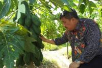 Jambore Hortikultura 2022, Kementan akan Tampilkan Buah-buahan Jumbo