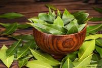 Kurangi Kadar Kolesterol dengan Manfaat dan Khasiat Daun Salam