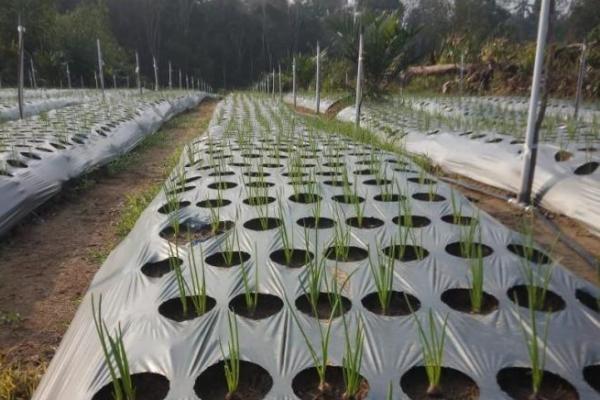 BPS Sebut NTP Maret Naik, Capai 110,85 Atau Alami Kenaikan 0,29 Persen