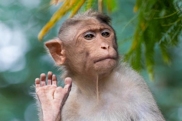 Ilustrasi monyet (FOTO: UNSPLASH) 