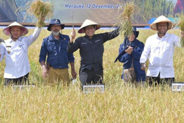 Hasil Panen Melimpah, Merauke Surplus Ratusan Ribu Ton Beras