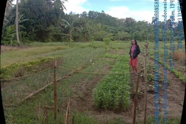 Berkat Program Kementan, Anggota KWT Mekar Jaya Puudongi Pantai Bertani