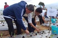 Kementan Kembangkan Teknologi Soil Block Budidaya Bawang dan Cabai di Jawa Tengah