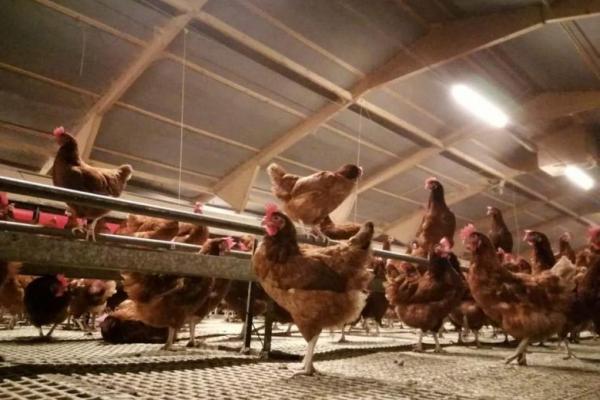 Telur Langka dan Mahal Tunjukkan Tingginya Inflasi di Inggris