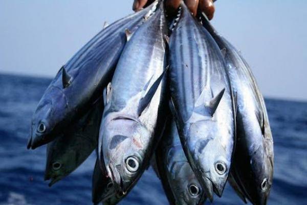 Sebanyak 673 Ton Tersimpan di Cold Storage, Pasokan Ikan Aman Saat Nataru