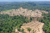 Hutan Kawasan Leuser Rusak, RAN Sebut Merek Nestle Gagal