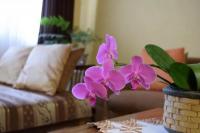 Bunga anggrek untuk penataan interior rumah (FOTO: GETTY IMAGES)
