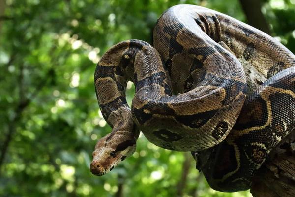 Penumpang Pesawat Bawa Ular Boa Constrictor ke Dalam Tas Jinjing