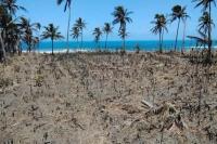 Satu Tahun Letusan Gunung Berapi Tonga, Pesisir dan Terumbu Karang Masih Rusak
