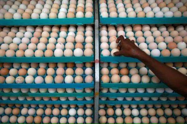Seorang karyawan memeriksa telur di inkubator di tempat penetasan di Mangaon (Foto: Reuters) 