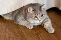 Awas Kucing Gendut! Deteksi Obesitas Sebelum Terlambat