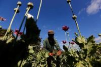 PBB Sebut Penanaman Opium di Myanmar Melonjak di Bawah Kekuasaan Militer