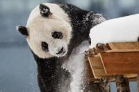 Kekurangan Uang, Kebun Binatang Finlandia Sebaiknya Kembalikan Panda Raksasa ke China