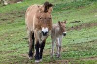 Terancam Punah, DNA Kuda Przewalksi Dikloning dan Dilahirkan dari Induk Pengganti