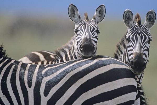 31 Januari Jadi Hari Zebra Internasional, Apa Tujuannya?