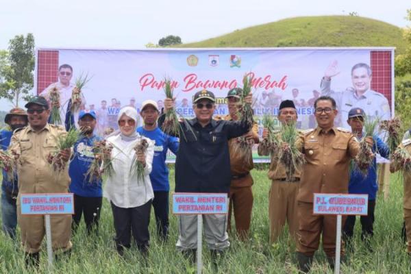 Wamentan Tanam dan Panen Bawang Merah di Majene
