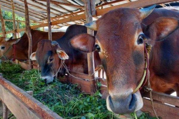 Bersama PTPN, ID FOOD Gandeng Frisian Flag Investasi Sapi