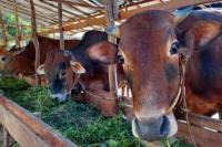 Bersama PTPN, ID FOOD Gandeng Frisian Flag Investasi Sapi