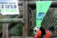 Le Le Si Panda Raksasa dari Kebun Binatang Memphis Mati di Usia 25 Tahun