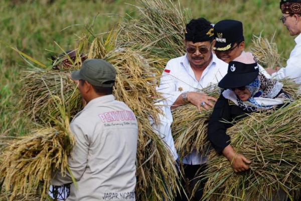 BPS: Panen Padi Kabupaten Bekasi Meningkat 3 Persen, Sangga Jabar dan DKI Jakarta