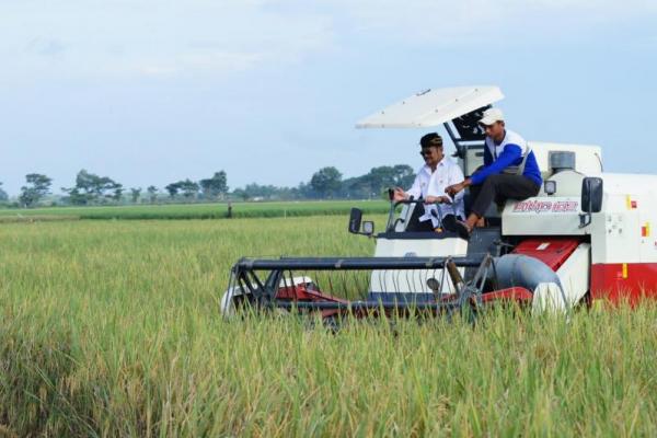 Sukses Kembangkan Usaha Penggilingan Padi, KUR Terbukti Berhasil di Sektor Hilir