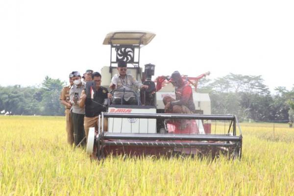 Beras Indonesia Melimpah Ruah, Perpadi Sebut Cari Gabah Sangat Mudah