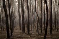 Chili Masih Berjuang Padamkan Kebakaran Hutan yang Tewaskan 26 Orang