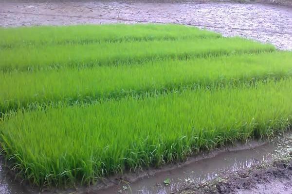 Persiapan Musim Tanam, Sang Hyang Seri Sebar 18.500 Ton Bibit Padi