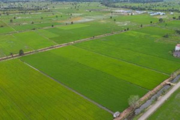 Food Estate Kalteng Diperkuat Kelembagaan dan Hilirisasi Pertanian