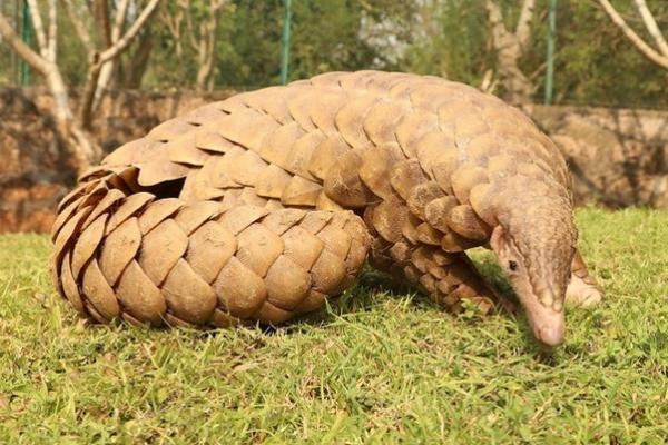 18 Februari Hari Trenggiling Sedunia, Perangi Penangkapan Secara Global