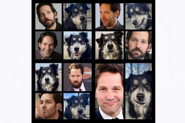 Permintaan Adopsi Anjing Gembala Australia Pawl Raff Mirip Aktor Ant-Man Paul Rudd Membludak 