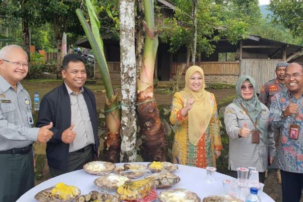 Perkuat Diversifikasi Pangan Nasional, Kementan Kembangkan Varietas Lokal Talas Beneng