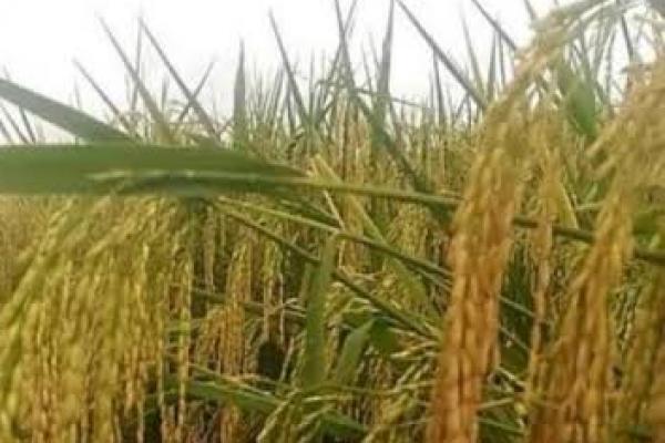 Fix, Bulog Serap 1,68 Juta Ton Beras dari Panen Raya