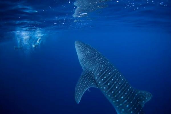 Seratus Negara Selesaikan Perjanjian PBB untuk Keanekaragaman Hayati