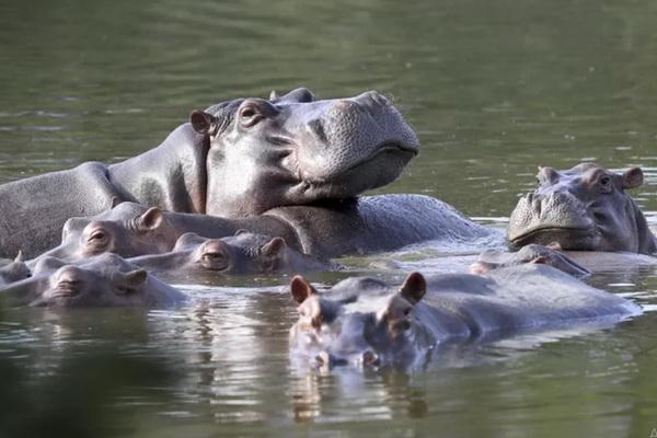 Kolombia akan Kirim 70 Kuda Nil Milik Pablo Escobar ke India dan Meksiko