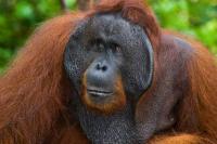 Kemenhut Bersama KBRI Bangkok Repatriasi 4 Orangutan Korban Perdagangan Ilegal