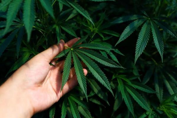 Riset: Ganja Medis Pulihkan Kualitas Hidup Pasien Kronis