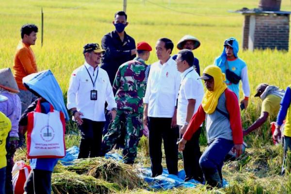 Panen Padi Didampingi Mentan SYL, Presiden Jokowi Senang Produktivitas Tinggi