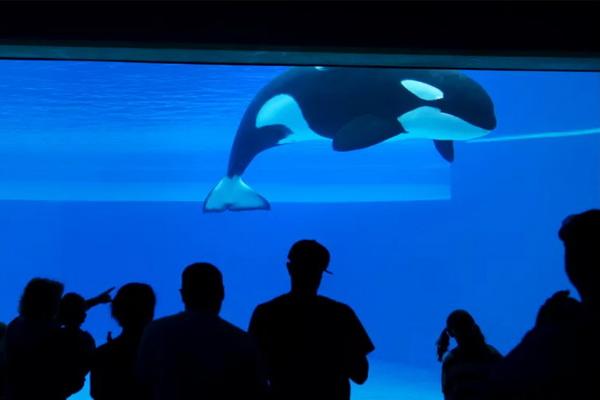 Kisah Sedih Kiska, Orca Paling Kesepian di Dunia yang Akhirnya Mati di Dalam Tangki